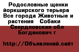 Родословные щенки йоркширского терьера - Все города Животные и растения » Собаки   . Свердловская обл.,Богданович г.